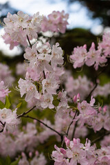 pink cherry blossom