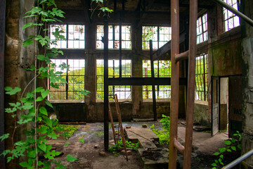 Foliage in an abandoned building