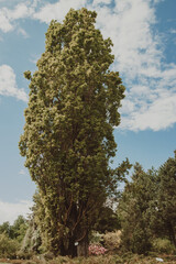 pine tree in the mountains