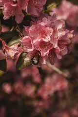 bee on pink flower