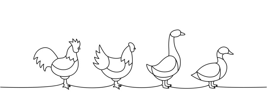 Set of farm birds one line continuous drawing. Chicken, Rooster, Duck, Goose silhouettes. Farm animals continuous one line illustration.
