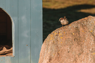 squirrel on a fence