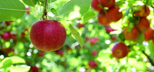 Reife rote Äpfel - Apfelwiesen in Südtirol kurz vor der Apfelernte	