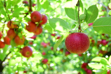 Reife rote Äpfel - Apfelwiesen in Südtirol kurz vor der Apfelernte	