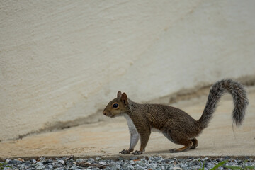 squirrel stopped on driveway 