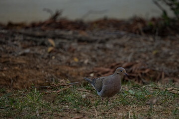 Bird in the Grass