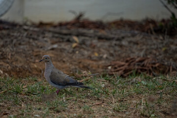 Bird in the Grass