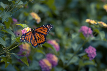 Butterfly on a Flower on a Sunny day