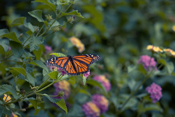 Butterfly on a Flower on a Sunny day