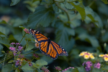 Butterfly on a Flower on a Sunny day