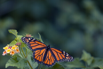 Fototapeta na wymiar monarch butterfly on a flower on a sunny day