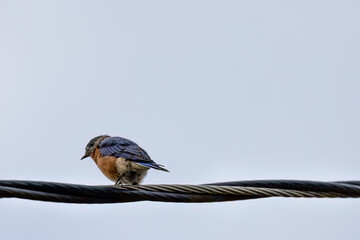 Bird on a Power Line on a Sunny Day