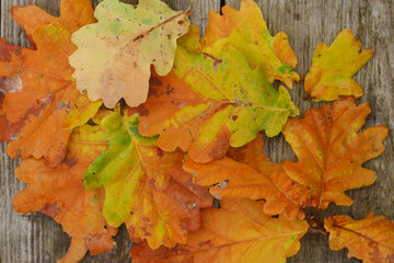 autumn oak leaves on a wooden board