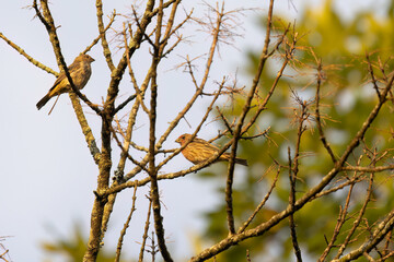 Birds on a Tree with No Leaves on a Sunny Day