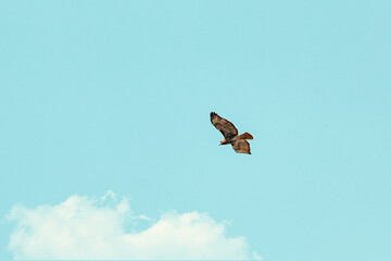 Fototapeta na wymiar Free wild red tailed pilgrim hawk from puerto rico far away on the sky around clouds