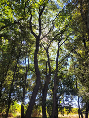 Balade en forêt, bois , arbres, nature été, silhouettes de chênes méditerranéens bois Occitanie nature Hérault parcours de santé, Margon, se ressourcer, zen, calme, marcher en foret