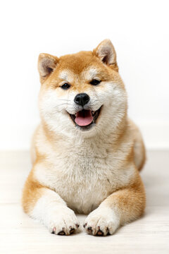 Shiba Inu Puppy