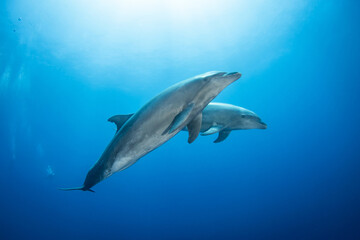 Bottlenose dolphins in blue