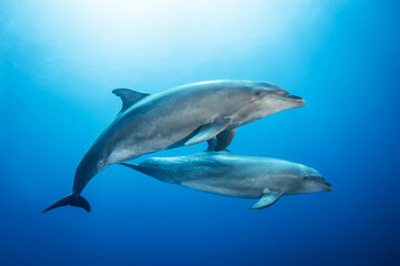 Obraz na płótnie Canvas Bottlenose dolphins in blue