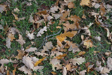 Brown oak leaves on the ground with green grass during autumn, fall season