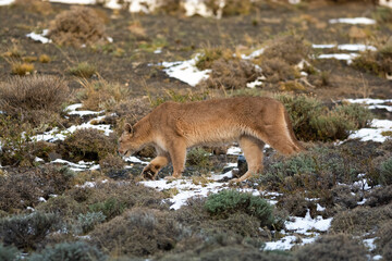 Puma walking in mountain environment, Torres del Paine National Park, Patagonia, Chile.
