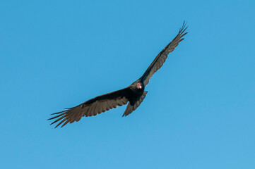 Turkey Vulture, ,planning in flight, Patagonia, Argentina