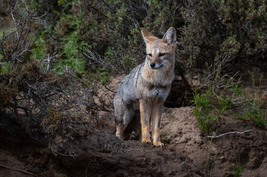 Pampas Grey fox in Pampas grass environment, La Pampa province, Patagonia, Argentina.