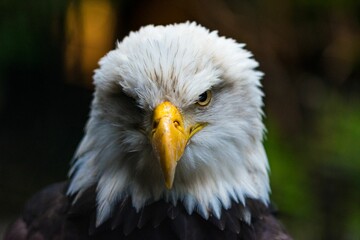 Close-up portrait of a Bald eagle with an angry look
