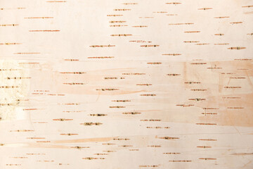 The texture of birch bark. Background of birch bark. Red birch bark. The texture of white birch...