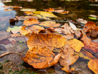 Photo of autumn leaves on the water