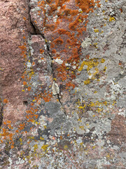 lichen on rock