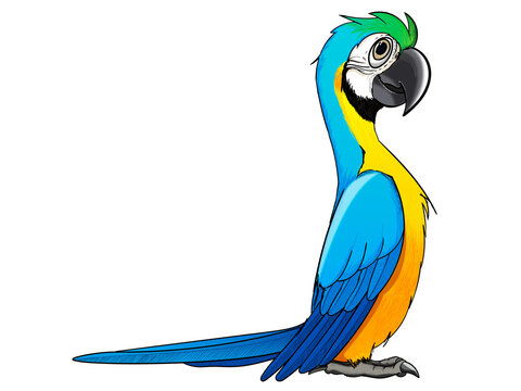 Blue-and-yellow Macaw cartoon transparent background