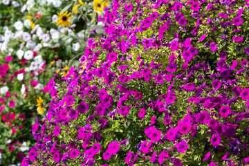 Pink petunia. Flowerbed in an ornamental garden. with bright floral background. A hedge of Petunia flowers.