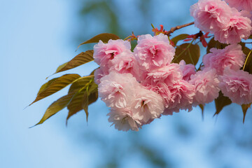 Cherry blossoms close up. Natural floral background. Delicate pink sakura flowers in spring. Seasonal wallpaper. Cherry blossom branch on blurred background.