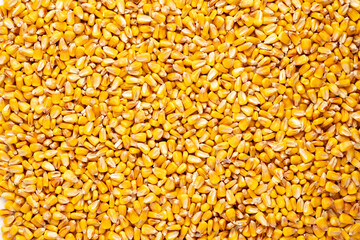 Dry corn grains background captired from above. Top view