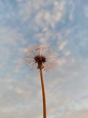 dandelion against blue sky