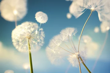 Schöne geschwollene Löwenzahn und fliegende Samen gegen den blauen Himmel an sonnigen Tagen. © Viks_jin
