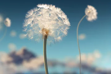 Schöne geschwollene Löwenzahn und fliegende Samen gegen den blauen Himmel an sonnigen Tagen. © Viks_jin