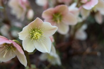 クリスマスローズ　ピンク