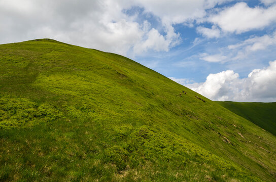 Beautiful bright landscape with grass green meadow and mountain slopes in summer. Carpathian Mountains, Ukraine