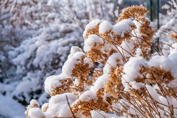 garden in winter with hoarfrost on a cold day in the morning