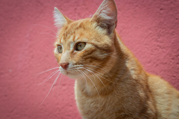 Cute orange tabby cat looking sideways with curiosity, with a red background, countryside of Minas Gerais, Brazil - Gato malhado amarelo olhando com curiosidade