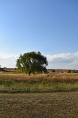 Obraz premium Weeping Willow Tree in a Field