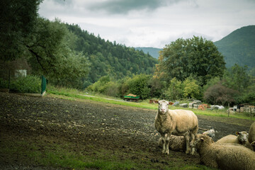 Fototapeta premium Flock of sheep grazing on the green meadow.High quality photo.