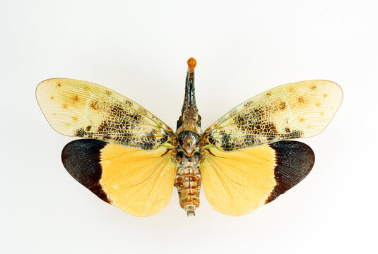 Unusual insect isolated on white. Orange fulgoridae Pyrops astarte macro, close up, collection insects, entomology