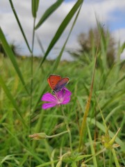 butterfly on a flower