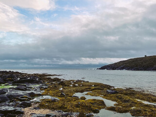 Maine island coast harbor with seagulls and boats