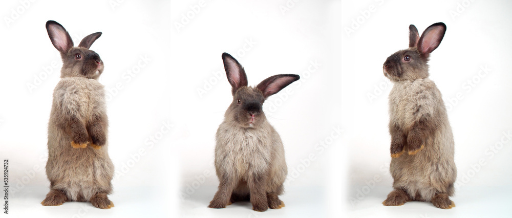 Wall mural Collage three action lovely rabbit furry bunny standing hind legs on white background. Cuddly gray brown rabbit fluffy bunny posing three action over isolated. Animal spring symbol easter day concept.