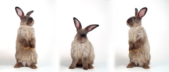 Collage three action lovely rabbit furry bunny standing hind legs on white background. Cuddly gray...