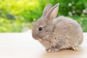 Lovely baby rabbit furry bunny looking something sitting alone on wooden over blurred green nature background. Adorable little bunny ears rabbit sitting on green spring time. Easter animal concept.